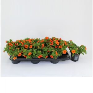 Minifamous Orange CaliBrachoa uno Orange
(12 Plants/Order)(10.5cmP 20cmH)
