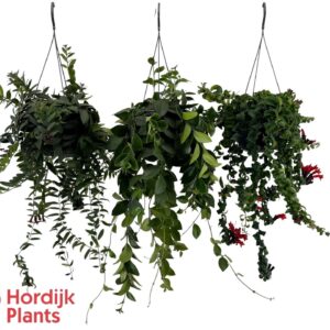 Aeschynanthus mix (krul and plat).
(7 Plants/Order)(15cmP 40cmH)