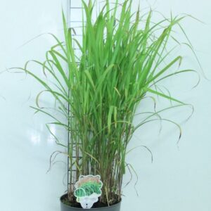 Miscanthus sinensis Malepartus
(1 Plants/Order)(23cmP 90cmH)
