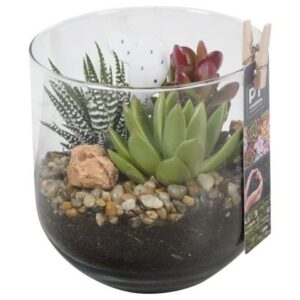 Succulenten PTSU8420 Arrangement in glazen vaas
(6 Plants/Order)(13cmP 16cmH)