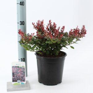 Berberis thunbergii Atropurpurea N
(1 Plants/Order)(17cmP 25cmH)