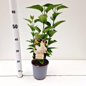 Syringa Madame Florent St vulg. 'Mme
(1 Plants/Order)(17cmP 35cmH)