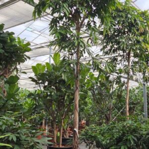 Ficus Amstel King
(1 Plants/Order)(70cmP 475cmH)