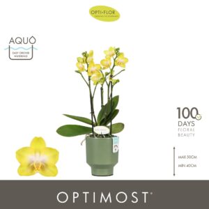 Phalaenopsis Arezzo Optimost 3 spike in Emilia Green Aquo
(6 Plants/Order)(12cmP 45cmH)