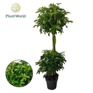 Schefflera Luseana Duo ball
(3 Plants/Order)(21cmP 80cmH)