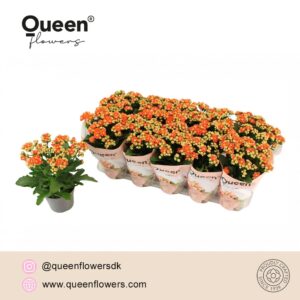 Kalanchoe More Flowers Geneva P12 Queen
(10 Plants/Order)(12cmP 26cmH)
