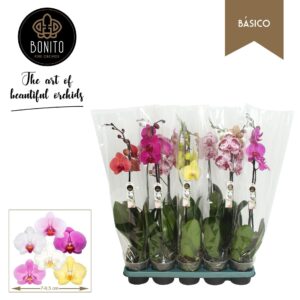 Phalaenopsis mixed 5 Colours (enk Phal. Basico mix - 1-Tak 5 Colours
(10 Plants/Order)(12cmP 60cmH)