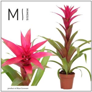Guzmania Voila 12cm Mimesis
(10 Plants/Order)(12cmP 48cmH)