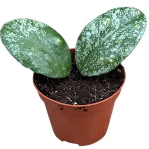 Hoya Waymaniae Kapuas
(14 Plants/Order)(8cmP 10cmH)