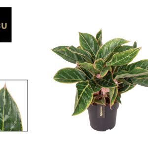 Aglaonema other Aglaonema Jungle Shadows
(3 Plants/Order)(19cmP 55cmH)