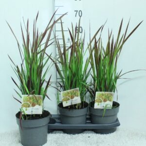 Imperata cylindrica Red Baron' P19
(3 Plants/Order)(19cmP 65cmH)