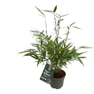 Fargesia robusta Pingwu One Boo™ Wall P17
(6 Plants/Order)(30cmP 50cmH)