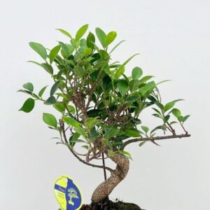 Bonsai dwergvorm loofhout Ficus retusa, 15cm., shape, without drip tray
(10 Plants/Order)(15cmP 30cmH)