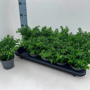 Cuphea hyssopifolia
(10 Plants/Order)(10.5cmP 23cmH)