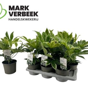 Fatsia Variegata spider web
(6 Plants/Order)(17cmP 40cmH)