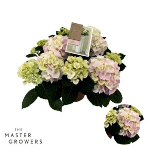 Hydrangea Hi Diamond Macrophylla pink 7+ Flowers
(6 Plants/Order)(14cmP 40cmH)