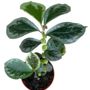 other plants Elatostema Vittatum
(14 Plants/Order)(8cmP 12cmH)