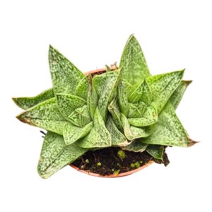 Gasteria Robin
(10 Plants/Order)(7cmP 15cmH)