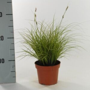 Carex Jubilo brunnea p12
(10 Plants/Order)(12cmP 30cmH)
