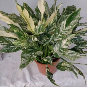 Spathiphyllum Diamond
(2 Plants/Order)(26cmP 80cmH)