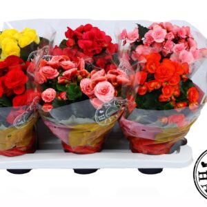 Begonia Begonia 13cm mix 'MUSTHAVE'
(6 Plants/Order)(13cmP 28cmH)