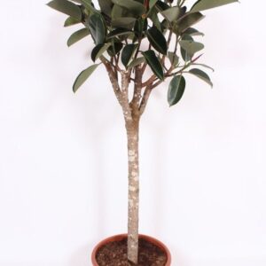 Ficus Burgundy
(1 Plants/Order)(45cmP 200cmH)