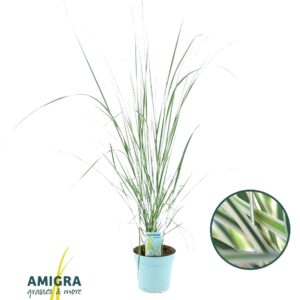 Calamagrostis x Overdam accutiflora
(6 Plants/Order)(17cmP 90cmH)