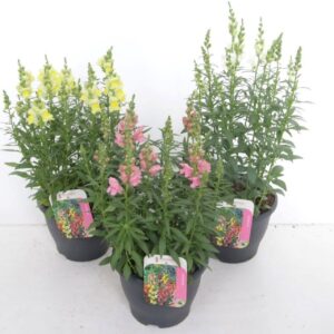 Antirrhinum majus other Sonnet mix
(1 Plants/Order)(23cmP 65cmH)