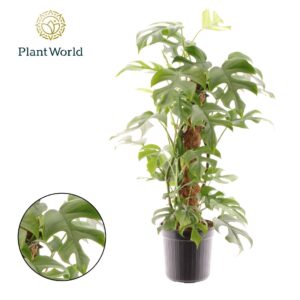 Monstera Minima Mosstok
(6 Plants/Order)(16cmP 70cmH)