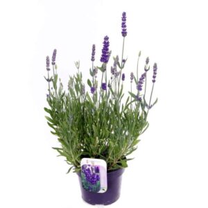 Lavandula angustifolia Spear Blue
(8 Plants/Order)(13cmP 45cmH)