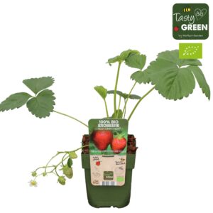 Fragaria x ananassa 'Korona' Bio P13
(10 Plants/Order)(13cmP 30cmH)
