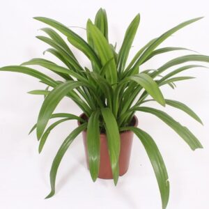 Hymenocallis x fe speciosa
(1 Plants/Order)(27cmP 80cmH)