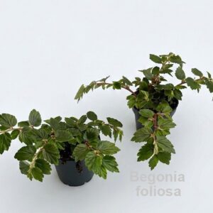 Begonia foliosa 12cm [pendant stems] *NEW*
(8 Plants/Order)(12cmP 20cmH)