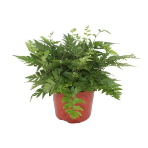 Polystichum rigens Polystichum Rigens (Winterhard)
(20 Plants/Order)(8.5cmP 15cmH)