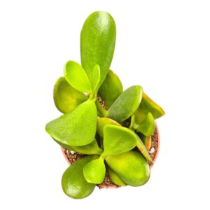Crassula Sunset Ovata
(10 Plants/Order)(7cmP 2cmH)