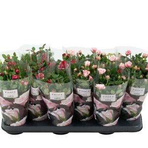 Rosa Victory mix Nolina Roses Ø 10,5 cm. mix Gigi/Piia
(12 Plants/Order)(10.5cmP 28cmH)