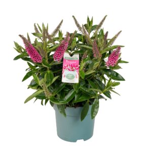 Hebe Hebedonna Nikka
(6 Plants/Order)(15cmP 35cmH)