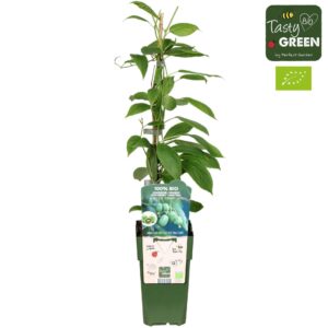 Actinidia arguta Issai Kiwiberry' Bio P15
(10 Plants/Order)(15cmP 50cmH)