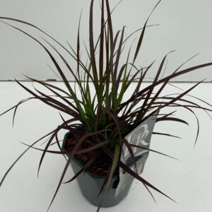 Pennisetum Pennisetum 'Summer Samba'
(6 Plants/Order)(17cmP 40cmH)