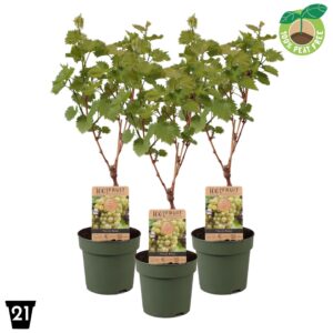 Vitis Bianca vinifera P21 op stam
(1 Plants/Order)(21cmP 65cmH)