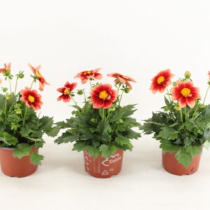 Dahlia (Miscellaneous Grp) Summerbe Red Bicolor
(6 Plants/Order)(15cmP 35cmH)