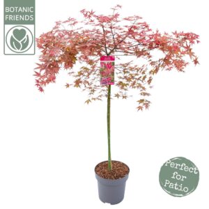 Acer palmatum Beni-maiko Acer palm. 'Beni Maiko' C14 halfstam
(1 Plants/Order)(30cmP 160cmH)