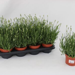 Lavandula Ellagance Ice Lavandula Ang. White
(8 Plants/Order)(13cmP 30cmH)