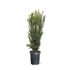 Taxus media Hillii (zonder etiket)
(1 Plants/Order)(21cmP 90cmH)