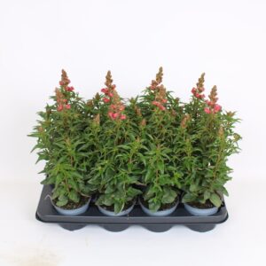 Antirrhinum majus other Antirrhinum majus Orange
(8 Plants/Order)(12cmP 40cmH)