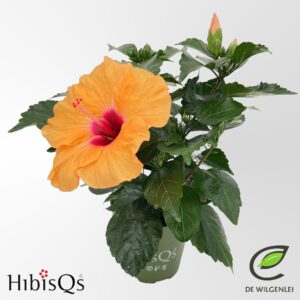 Hibiscus Adonicus Salmon HibisQs® rosa-sinensis Apricot’ p13
(8 Plants/Order)(13cmP 35cmH)