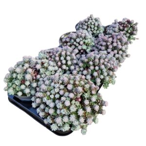 Sedum spathulifolium Cape Blanco Sedum spathulifolium 'Cape Blanco'
(8 Plants/Order)(13cmP 12cmH)
