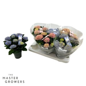 Hydrangea Magical Revolution macr. 12 cm mix 5-6 Flower
(6 Plants/Order)(12cmP 30cmH)