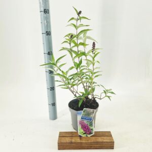 Buddleja dav. Free Petite© Tutti Fruitti ('Podaras 13'PBR)
(1 Plants/Order)(17cmP 20cmH)