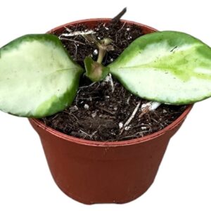 Hoya Heuschkeliana Variegata
(20 Plants/Order)(6cmP 8cmH)